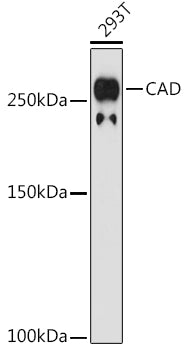 CAD Rabbit mAb