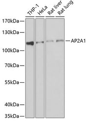 AP2A1 Rabbit pAb