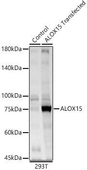 ALOX15 Rabbit pAb