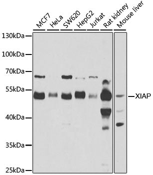 [KO Validated] XIAP Rabbit pAb