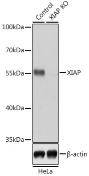 [KO Validated] XIAP Rabbit pAb