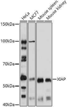 [KO Validated] XIAP Rabbit pAb
