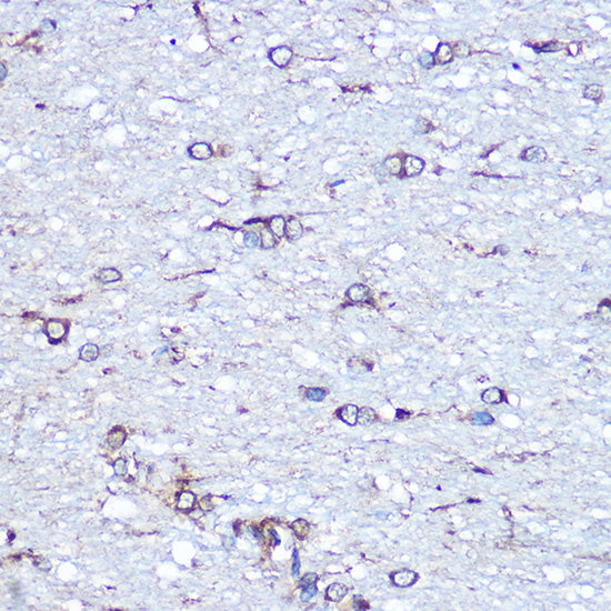 APLP1 Rabbit pAb