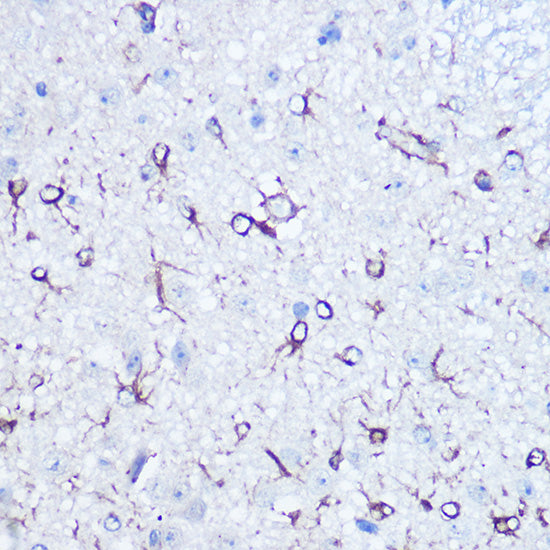 APLP1 Rabbit pAb