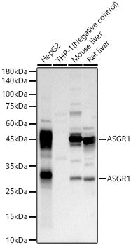 ASGR1 Rabbit pAb