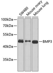 BMP3 Rabbit pAb