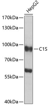 C1S Rabbit pAb