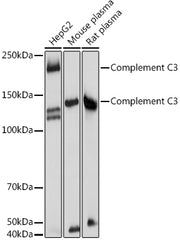 Complement C3 Rabbit pAb