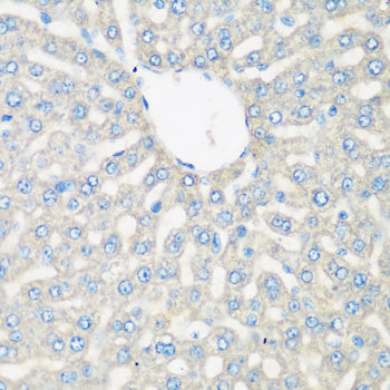 Complement C3 Rabbit pAb