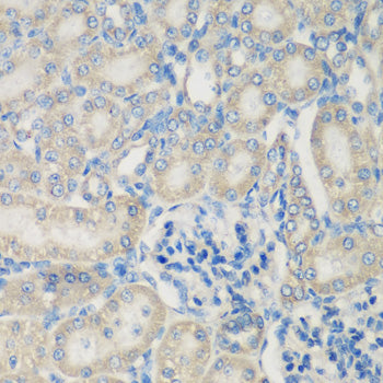 Complement C3 Rabbit pAb