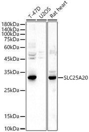 SLC25A20 Rabbit pAb