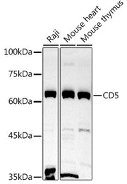 CD5 Rabbit pAb