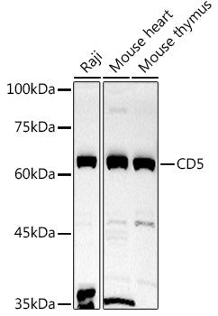 CD5 Rabbit pAb