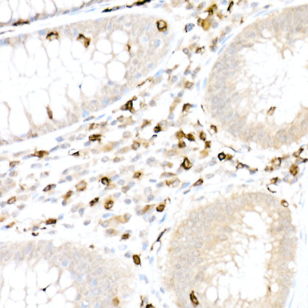 CD5 Rabbit pAb