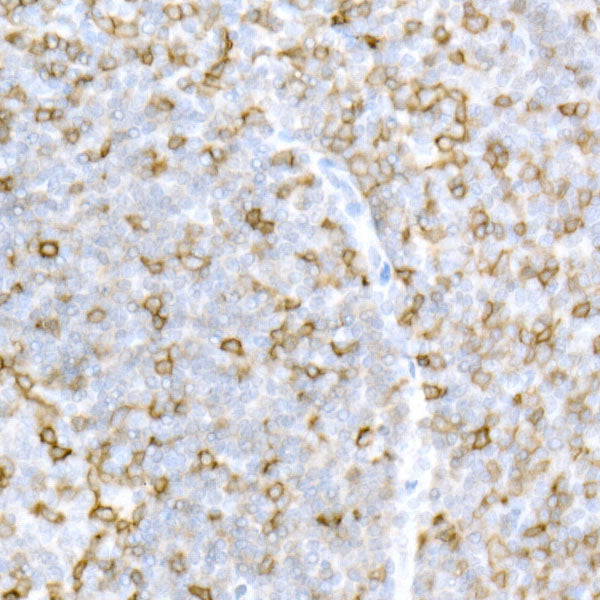 CD5 Rabbit pAb