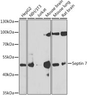 Septin 7 Rabbit pAb