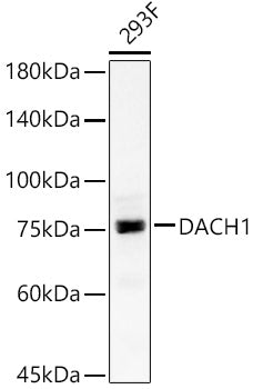 DACH1 Rabbit pAb