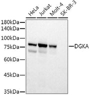 DGKA Rabbit pAb