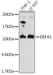 DEFA1 Rabbit pAb
