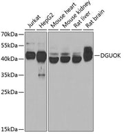 DGUOK Rabbit pAb