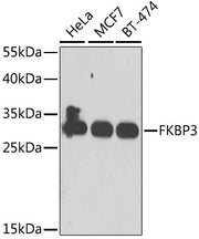 FKBP3 Rabbit pAb