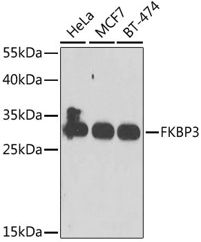FKBP3 Rabbit pAb