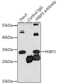 FKBP3 Rabbit pAb