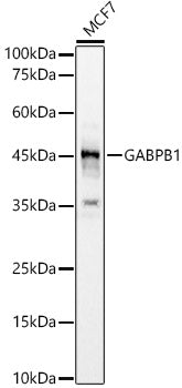 GABPB1 Rabbit pAb