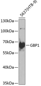GBP1 Rabbit pAb