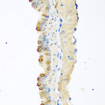 GDF-8/Myostatin Rabbit pAb