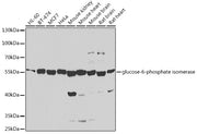glucose-6-phosphate isomerase Rabbit pAb