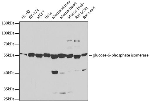 glucose-6-phosphate isomerase Rabbit pAb