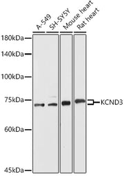 KCND3 Rabbit pAb