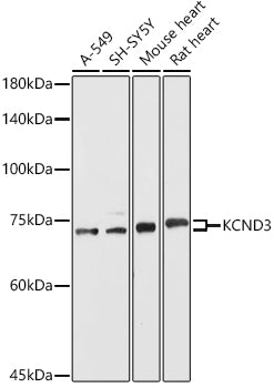 KCND3 Rabbit pAb