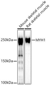 MYH1 Rabbit pAb