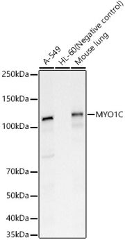 MYO1C Rabbit pAb