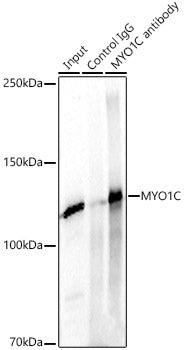 MYO1C Rabbit pAb