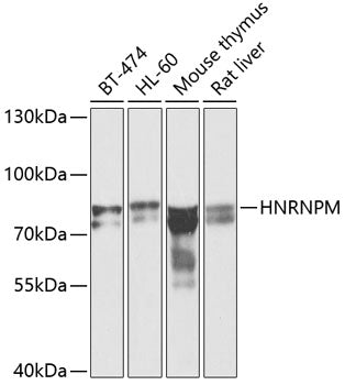HNRNPM Rabbit pAb