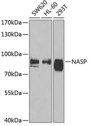 NASP Rabbit pAb