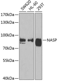 NASP Rabbit pAb