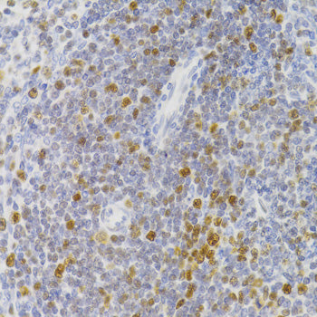 NASP Rabbit pAb