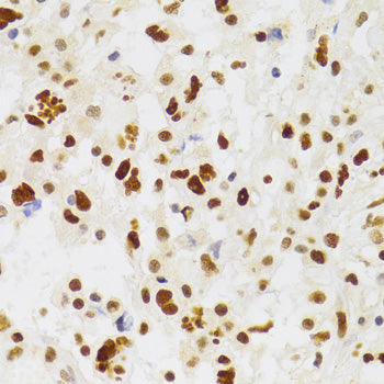 NASP Rabbit pAb