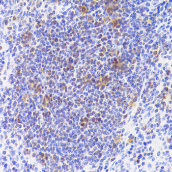 NASP Rabbit pAb