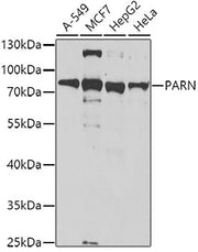 PARN Rabbit pAb