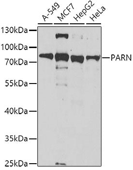 PARN Rabbit pAb