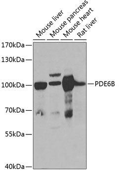 PDE6B Rabbit pAb