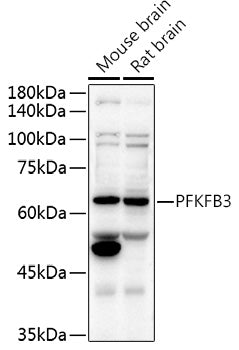 PFKFB3 Rabbit pAb
