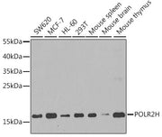 POLR2H Rabbit pAb