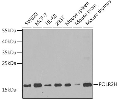 POLR2H Rabbit pAb