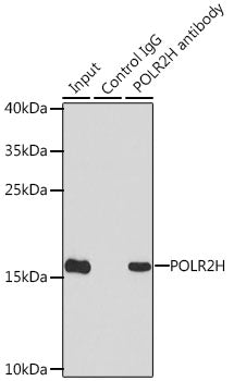 POLR2H Rabbit pAb